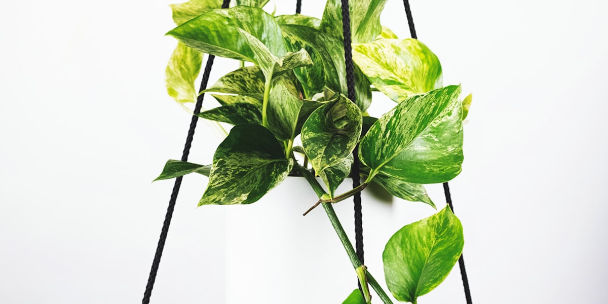 2026美加墨世界杯官方宣传图 - 足球场与欢呼的球迷全景